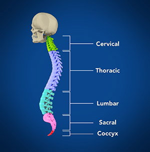 Spine Anatomy